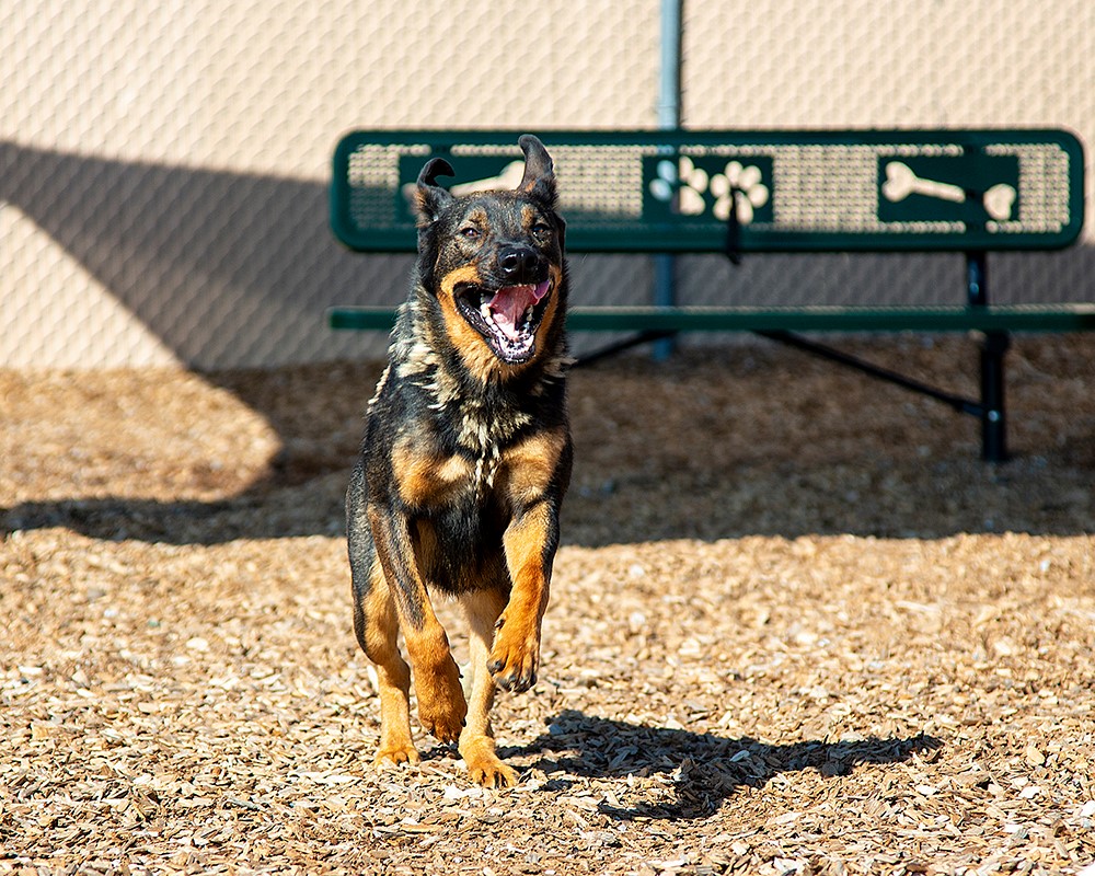 Legislative Roundup: Bestiality May Soon Become a Crime in NM - The Paper.