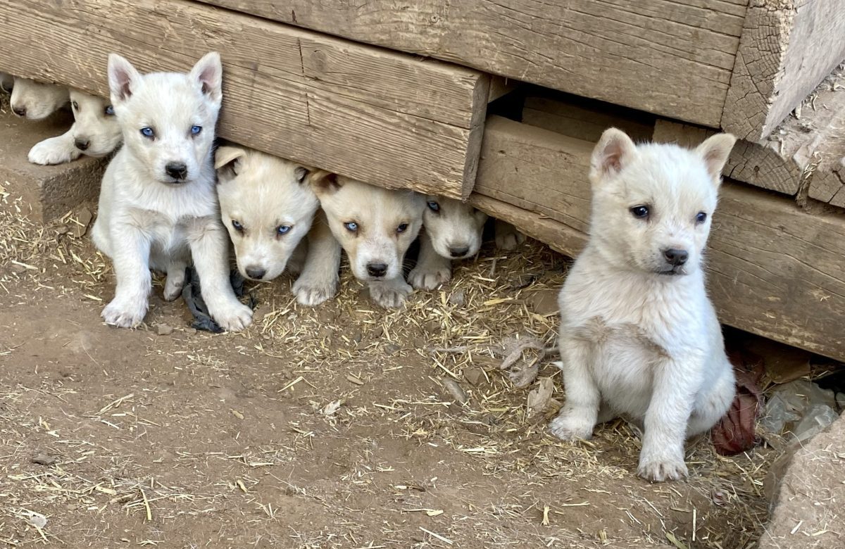 albuquerque animal welfare westside