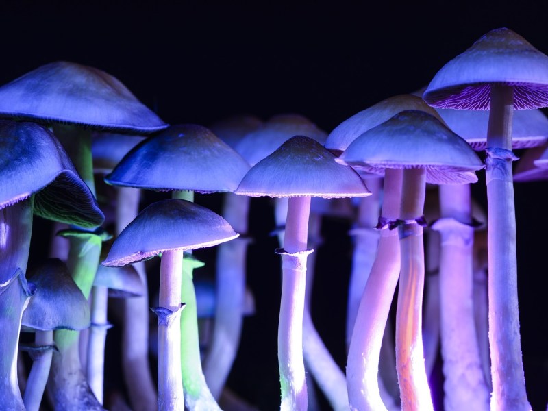 Advocacy groups ask court to overturn the denial of a petition to reschedule psilocybin