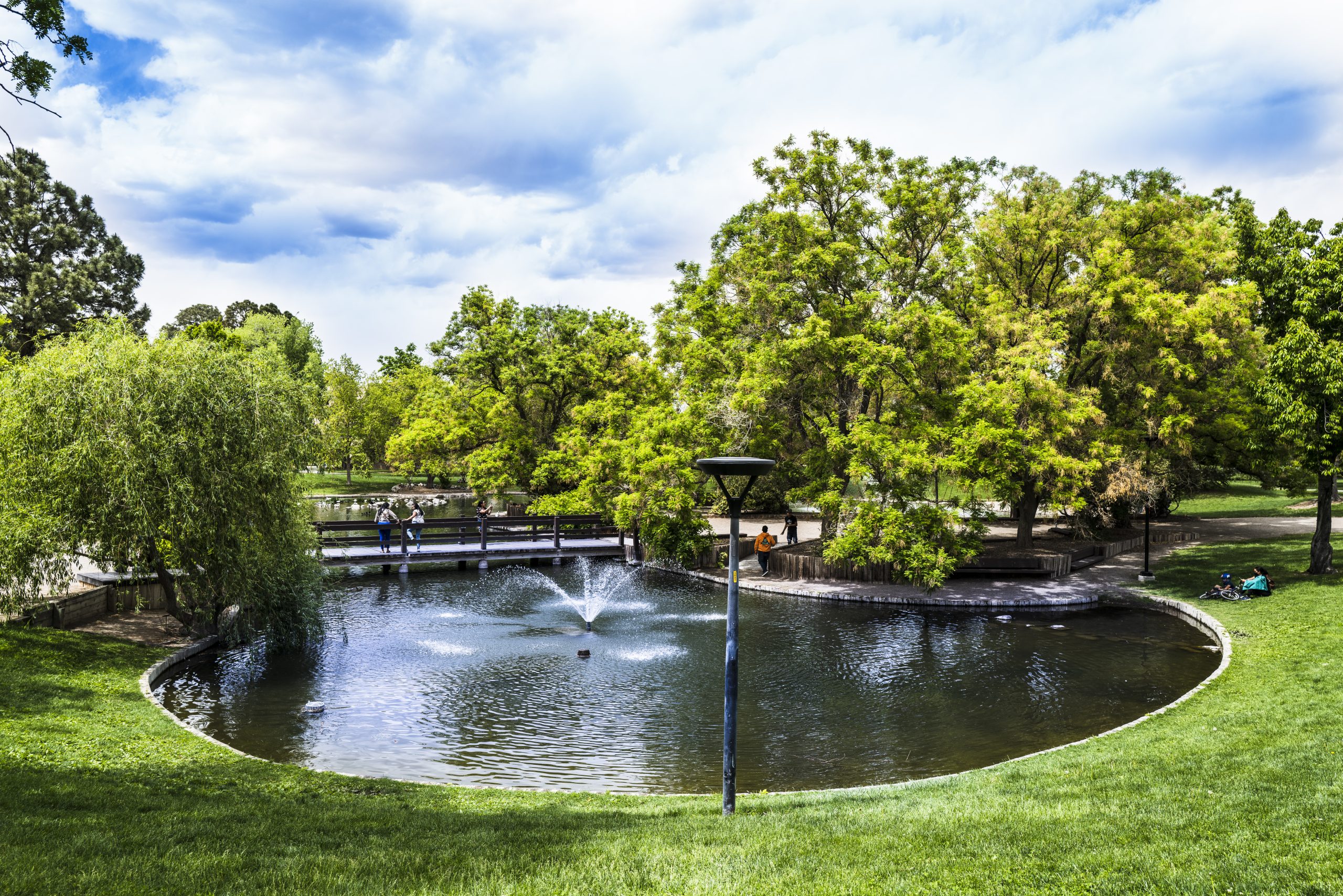 Shade Trees for New Mexico The Paper.